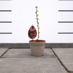 Malina červená (Rubus idaeus) ´BOHEME´ - výška 20-30 cm, kont. P13